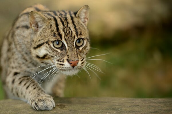 Speckled Oriental cat on the hunt