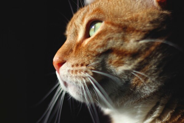 Pelirroja muy lindo gato con ojos verdes