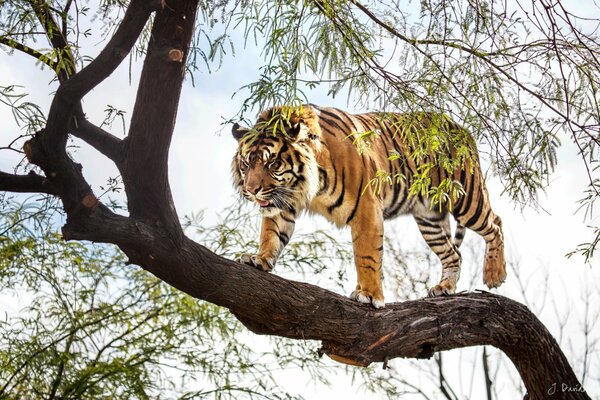 A large tiger walks on a willow branch