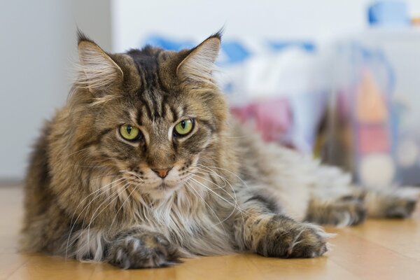 Maine Coon. mirada de gato, gato