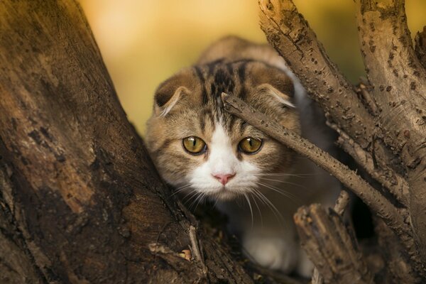 Scottish fold cat hunts in a tree