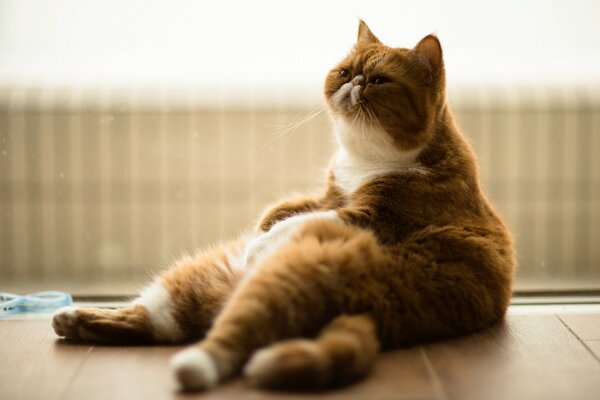 The exotic cat sits like a human