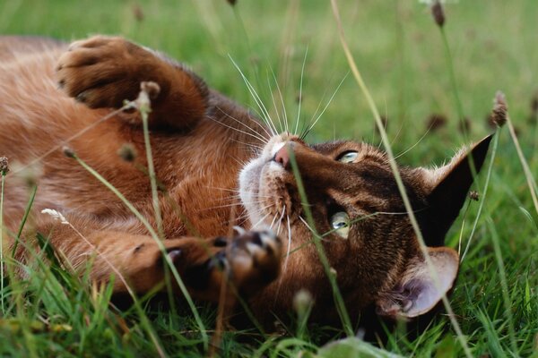 The cat is lying in the grass in the meadow