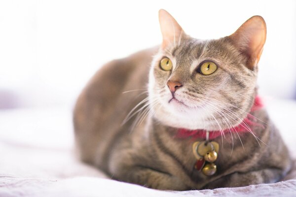 Chat avec un collier et un regard sérieux