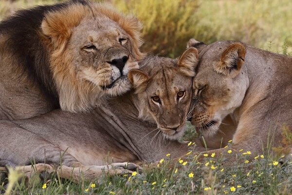 A family of lions in the wild