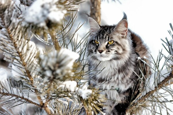 Gatto grigio che guarda i rami di pino nella neve