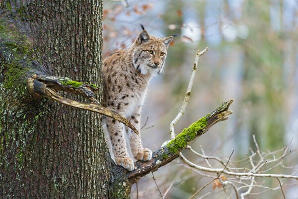 Ein Luchs steht auf einem mit Moos bedeckten Ast