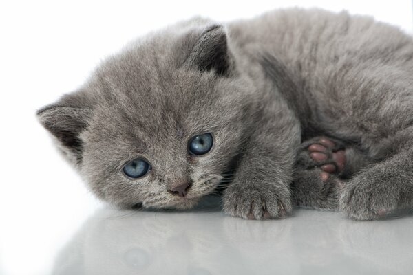 Graues Kätzchen mit blauen Augen