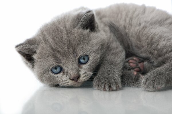 Gattino grigio con gli occhi azzurri