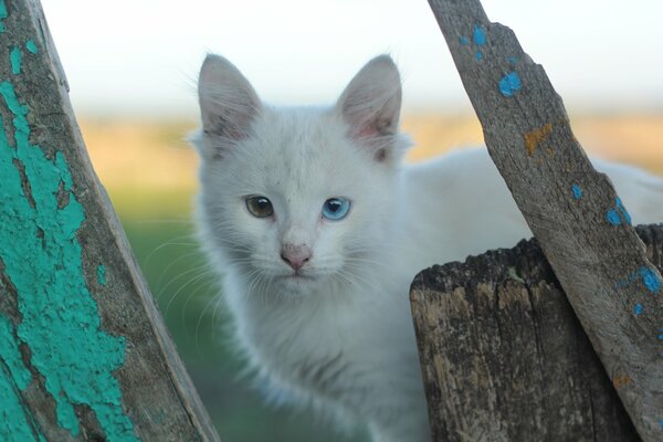 A white kitten with different eyes