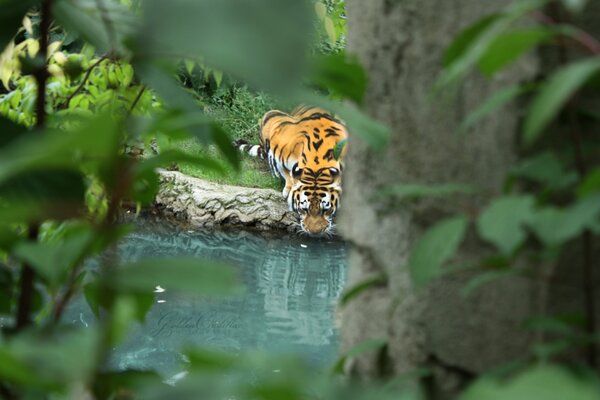 Tiger am Wasser zwischen Blättern und Zweigen