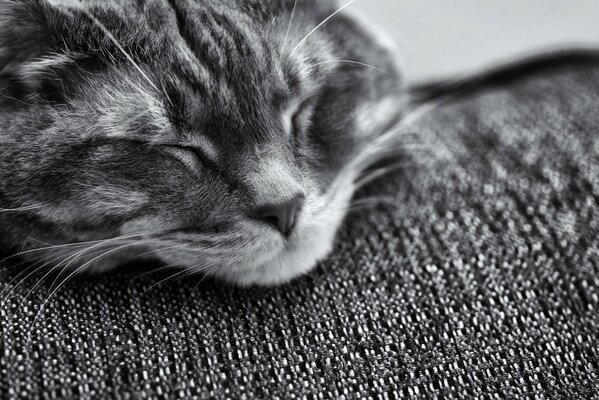 Image d un chat endormi en noir et blanc