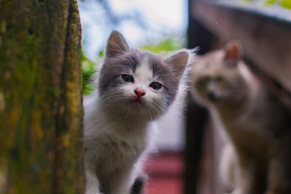 Kittens peek out from behind a post