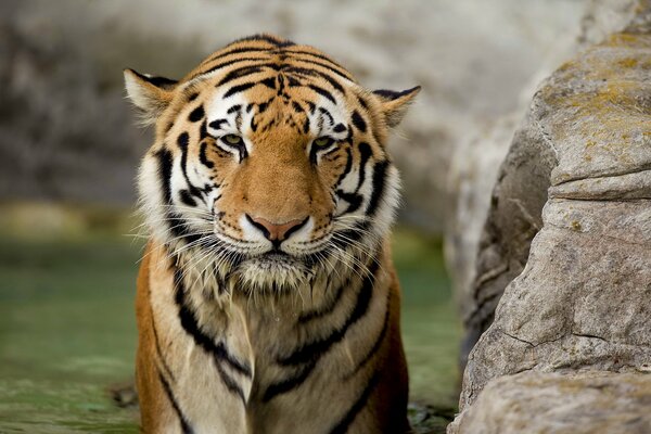 Un tigre bañándose con un hocico triste