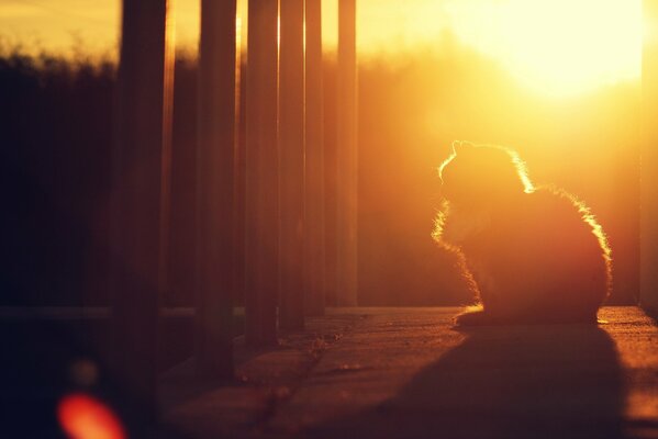 A small kitten on the background of a beautiful sunset