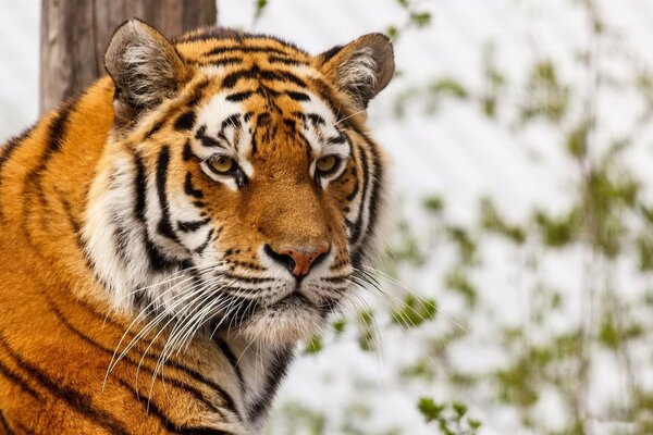 Tygrys z dużymi wąsami i poważnym spojrzeniem