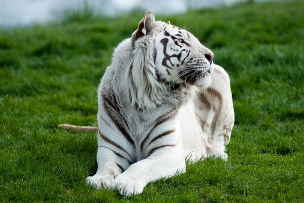 White tiger on the green grass