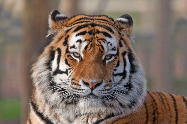 A tiger with an angry look looks into the camera