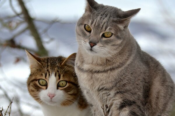 Two cats on a winter walk