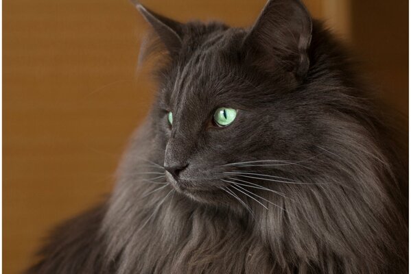 Nachdenklicher Blick einer zotteligen grauen Katze