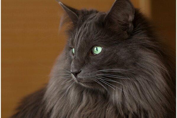 The thoughtful look of a furry gray cat