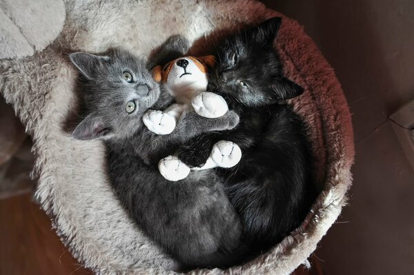 Kittens in an embrace with a toy