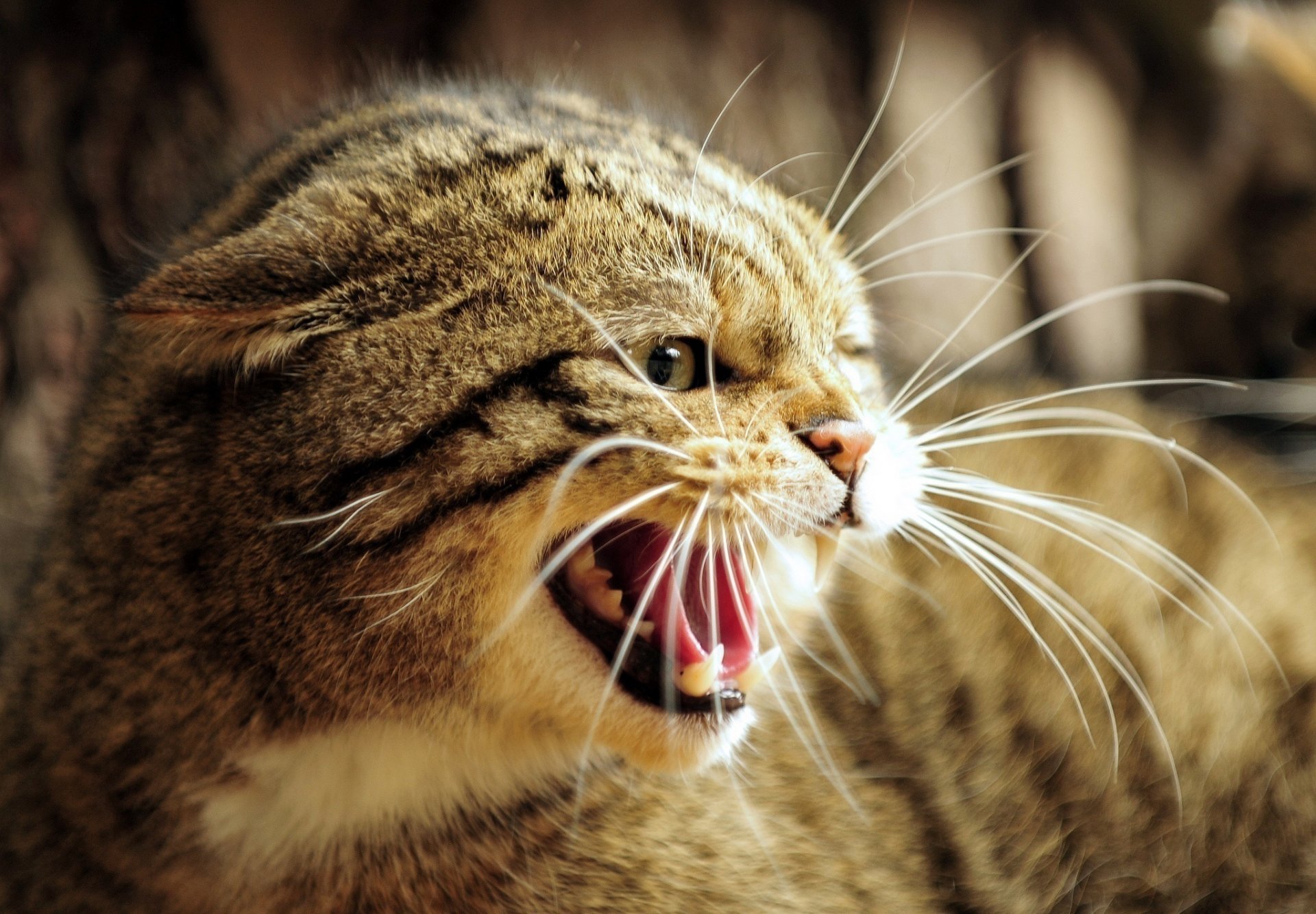 european wildcat wild cat face grin fall fangs fury anger