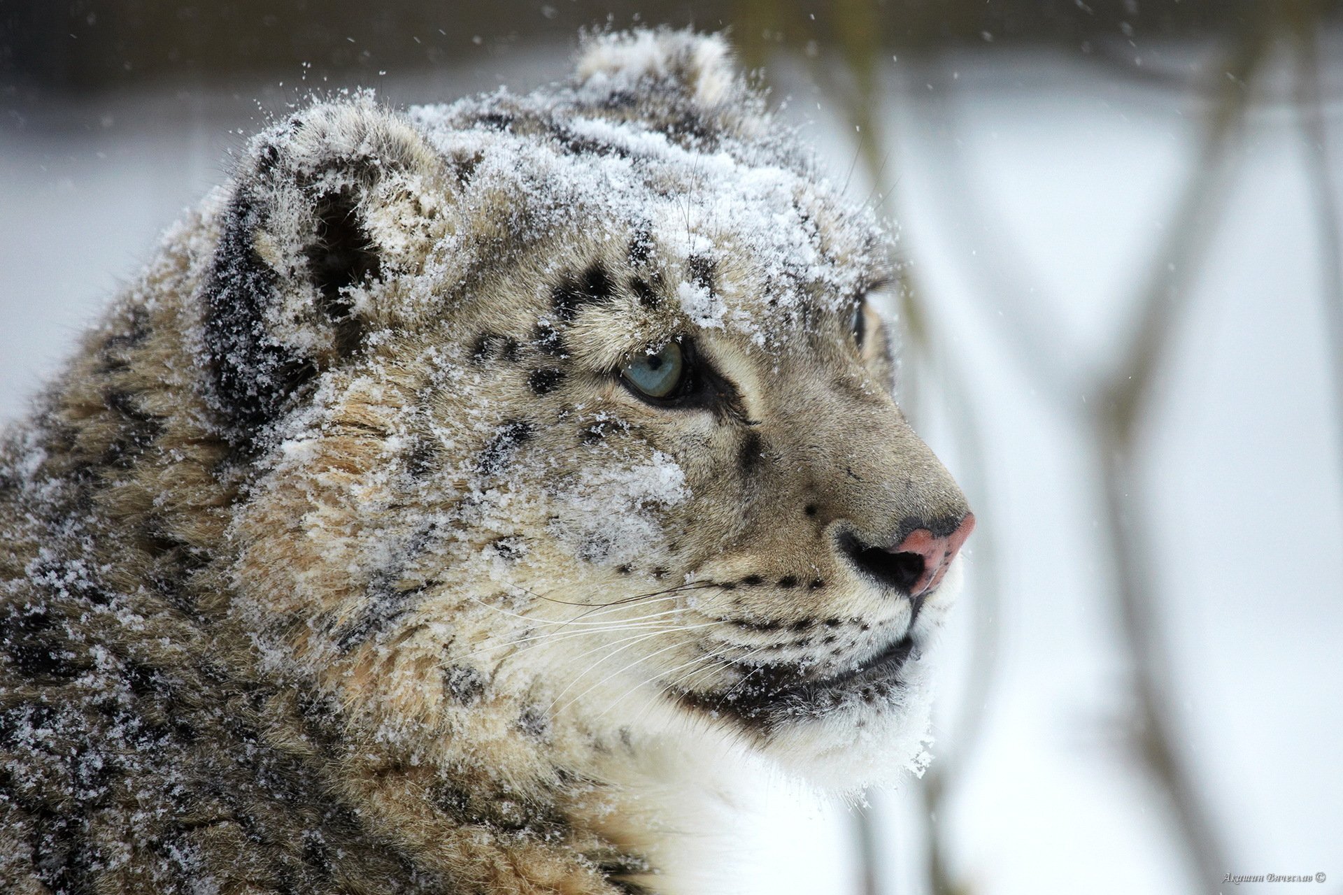 léopard des neiges irbis museau vue prédateur neige