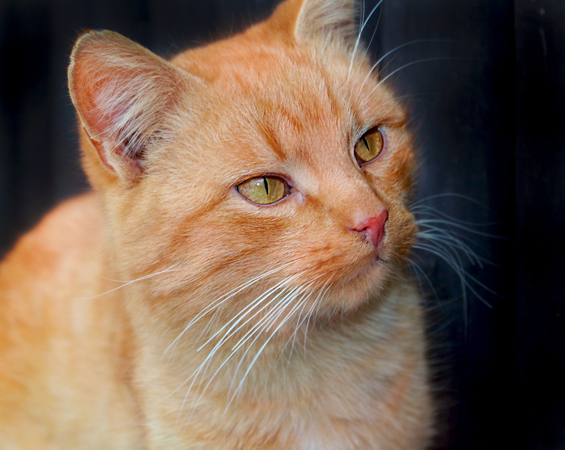 cat red snout eyes view mustache ears animal