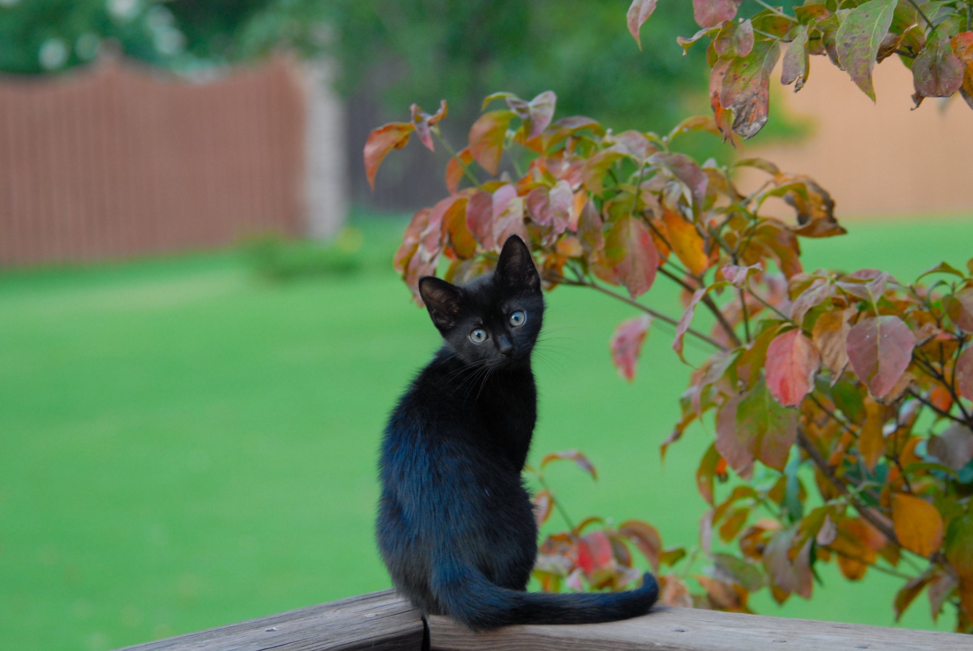 gatito negro ramas hojas