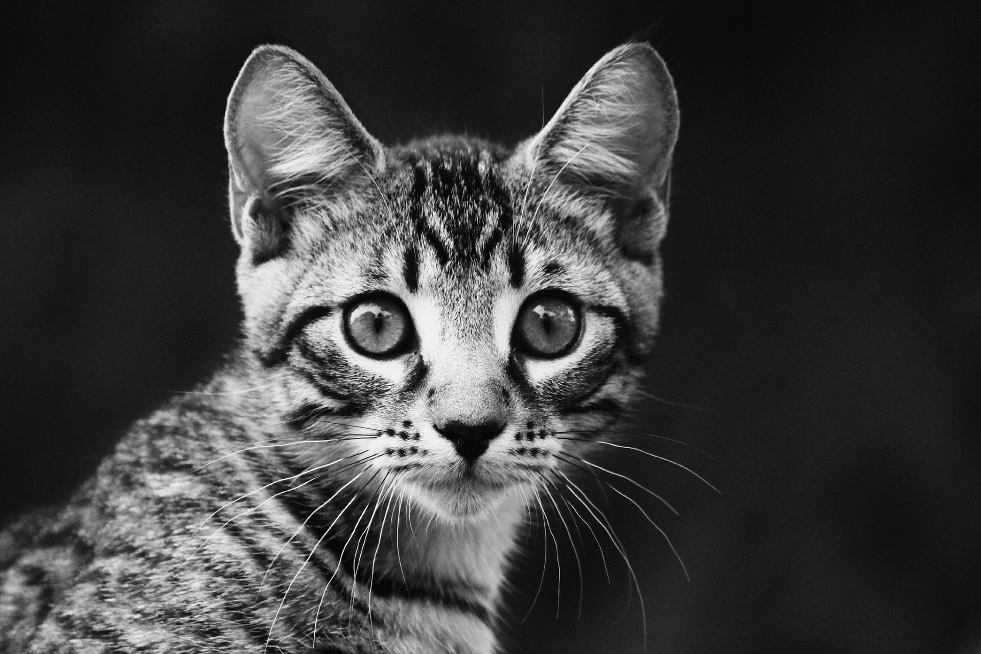 gatito rayas mirada retrato blanco y negro