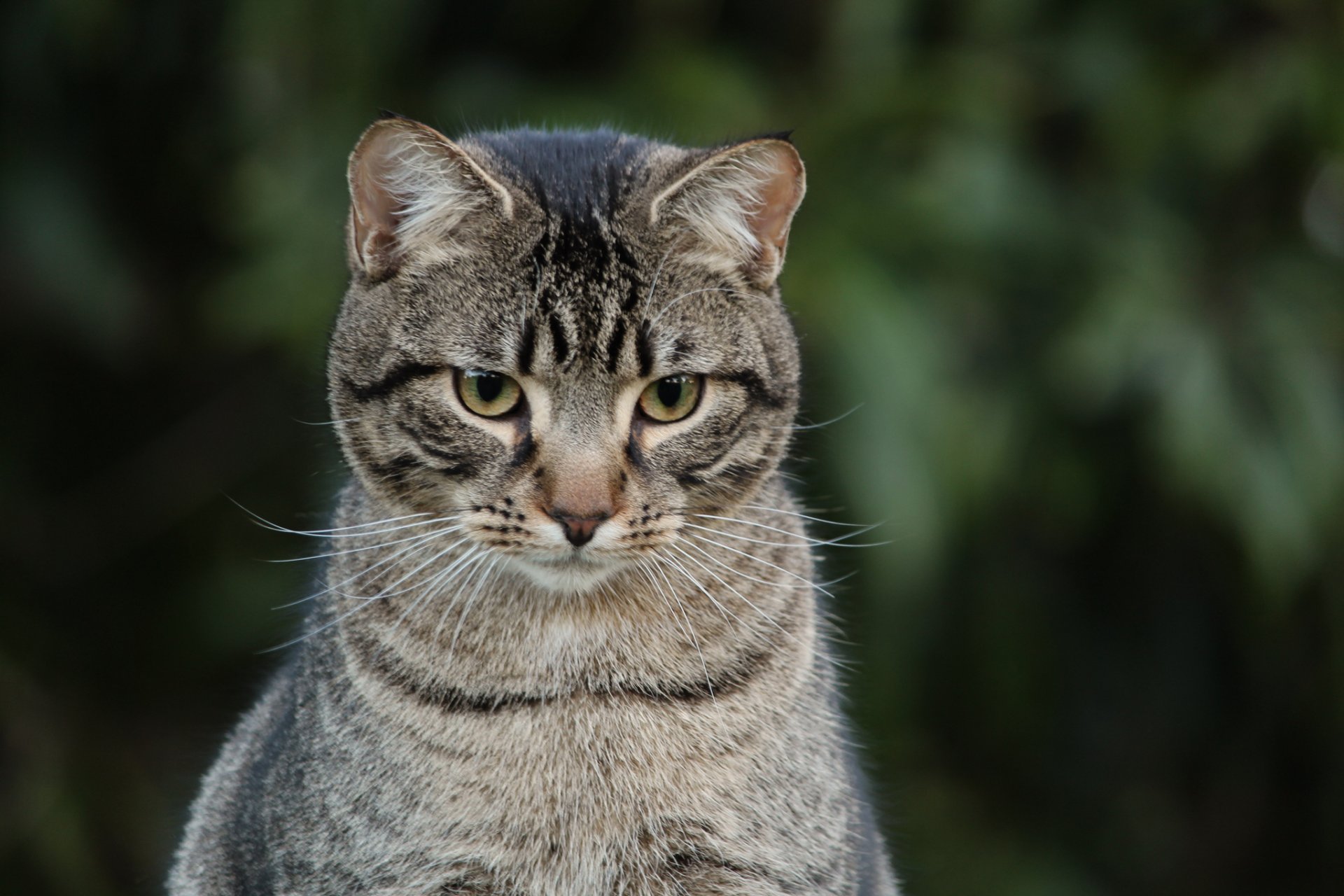 katze grau gestreift blick hintergrund