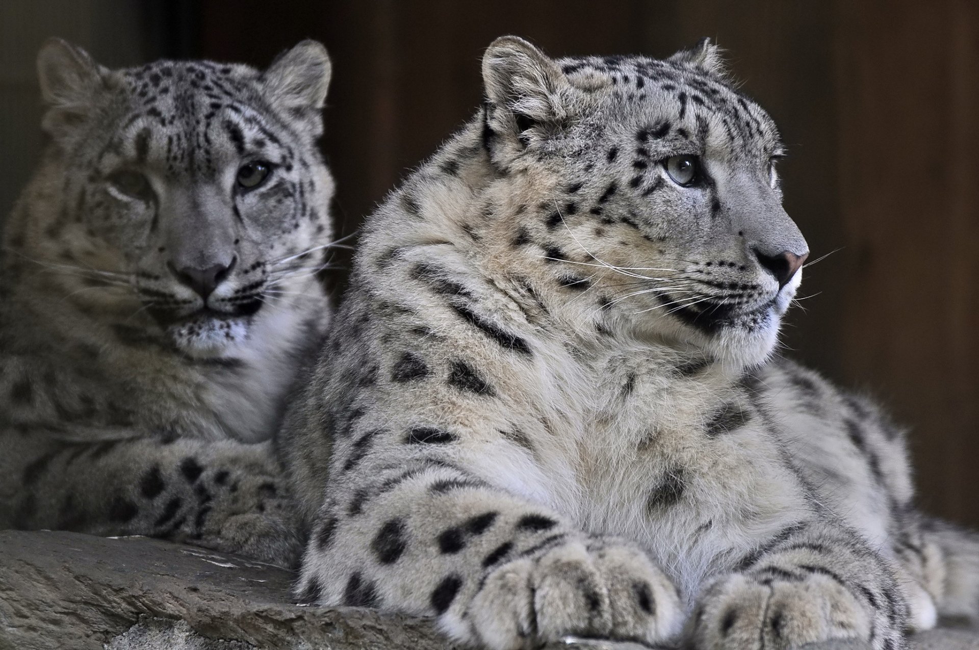 léopard des neiges irbis prédateur famille couple