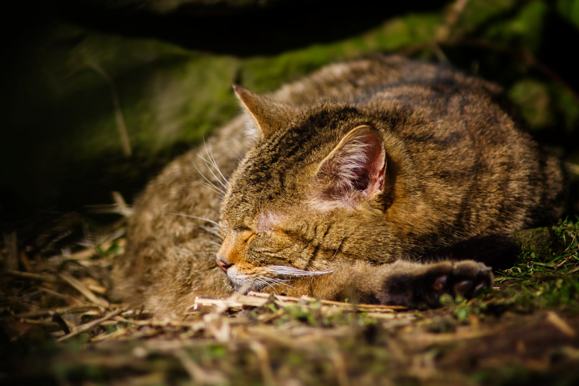 gato gris durmiendo fondo