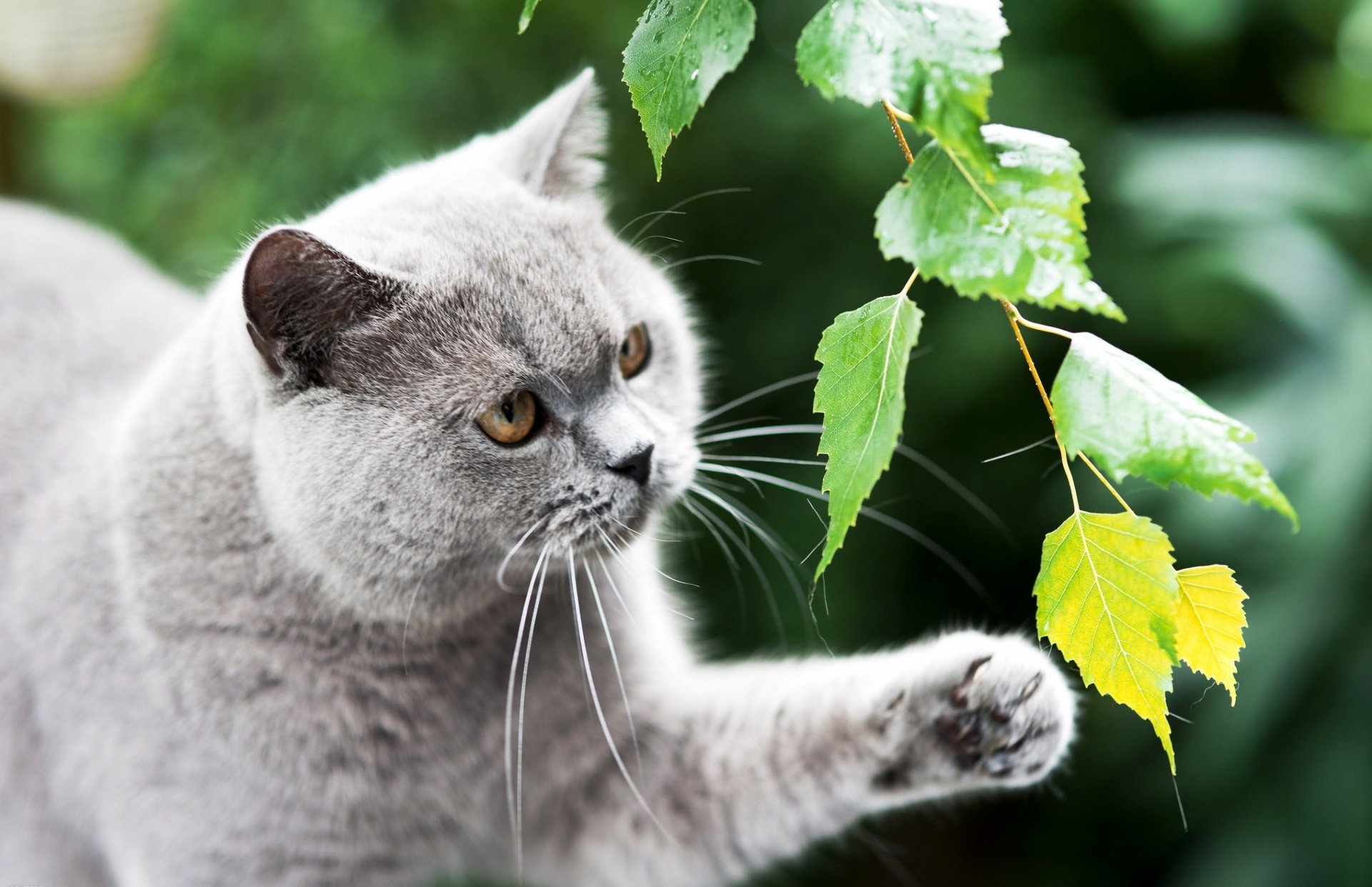 cat british grey british cat paw branch leaves greenery