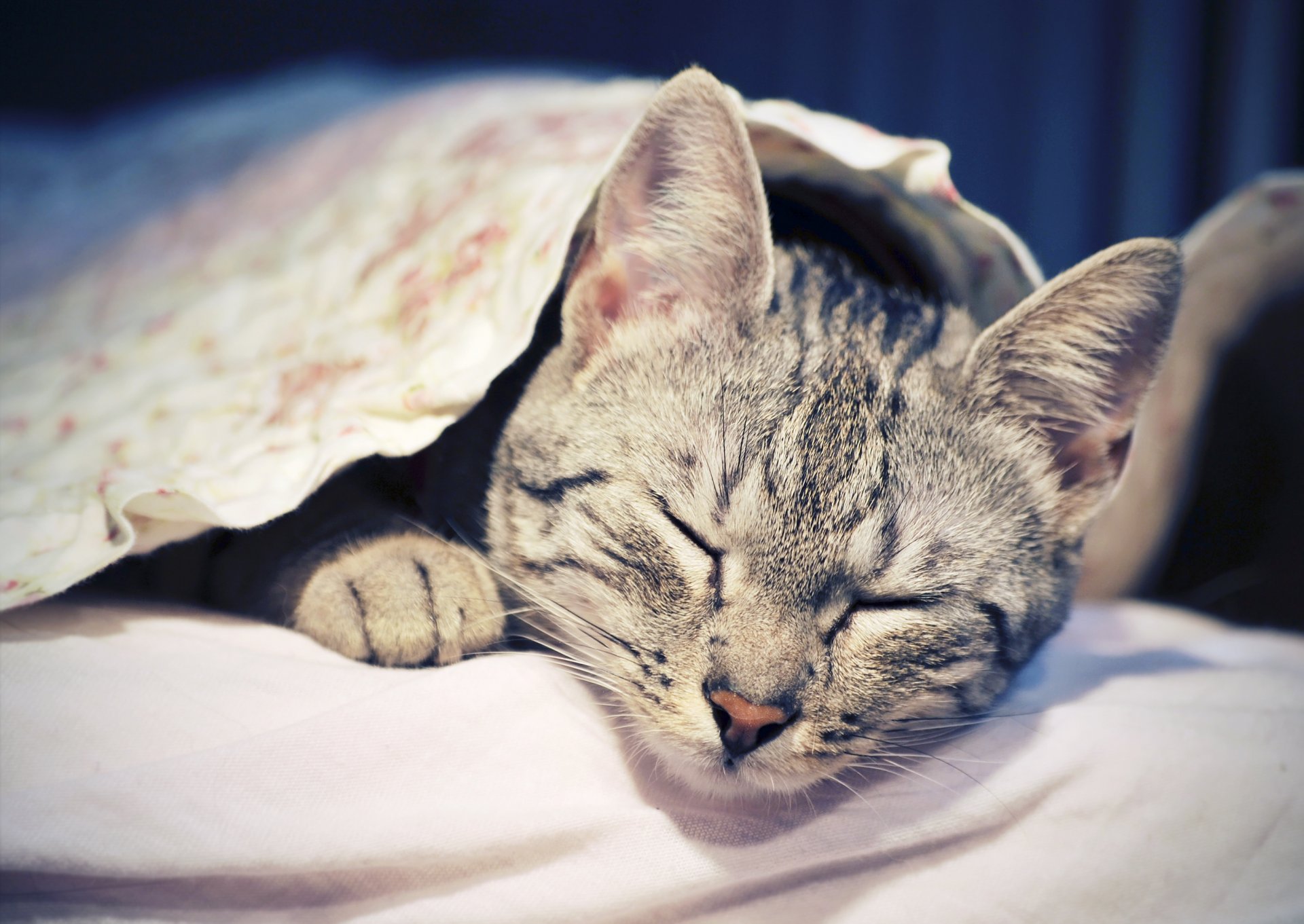 gatto animale dormire riposare