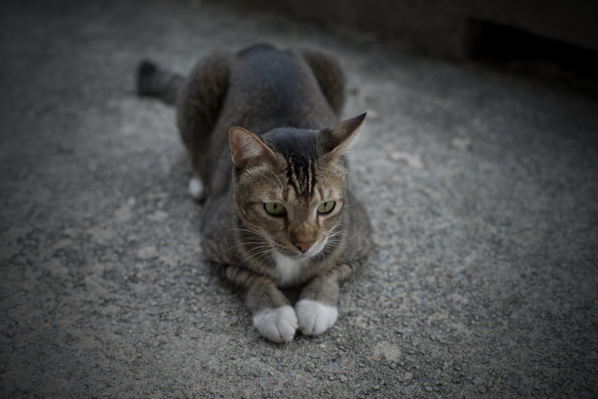 chat chat gris se trouve pattes ensemble