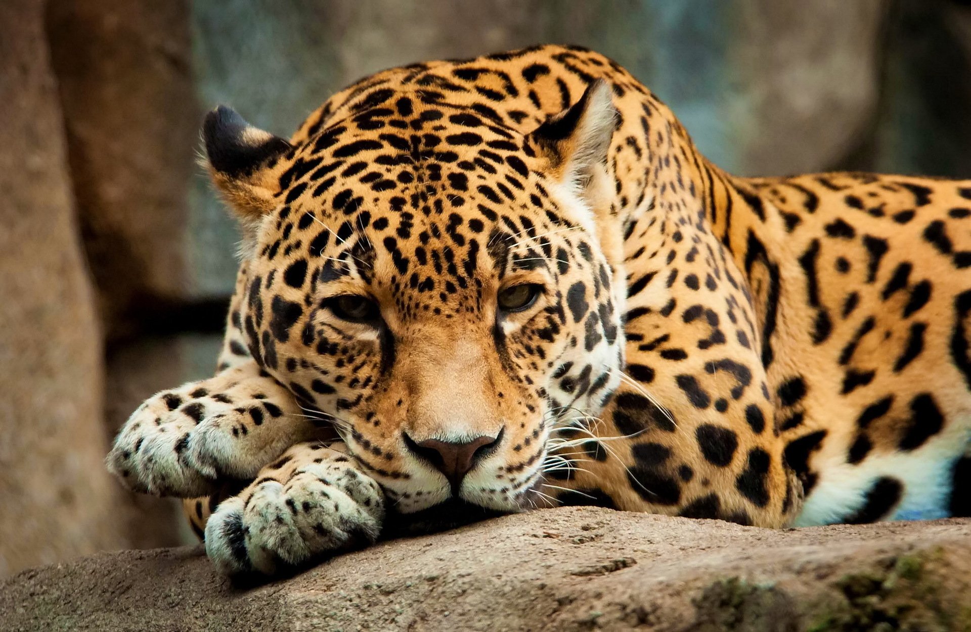 jaguar hocico mirada patas depredador