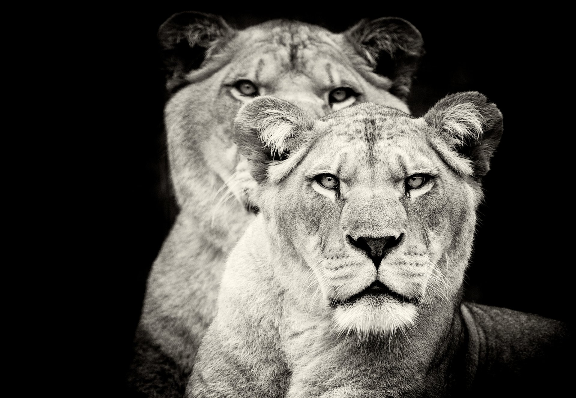 lions lioness predator