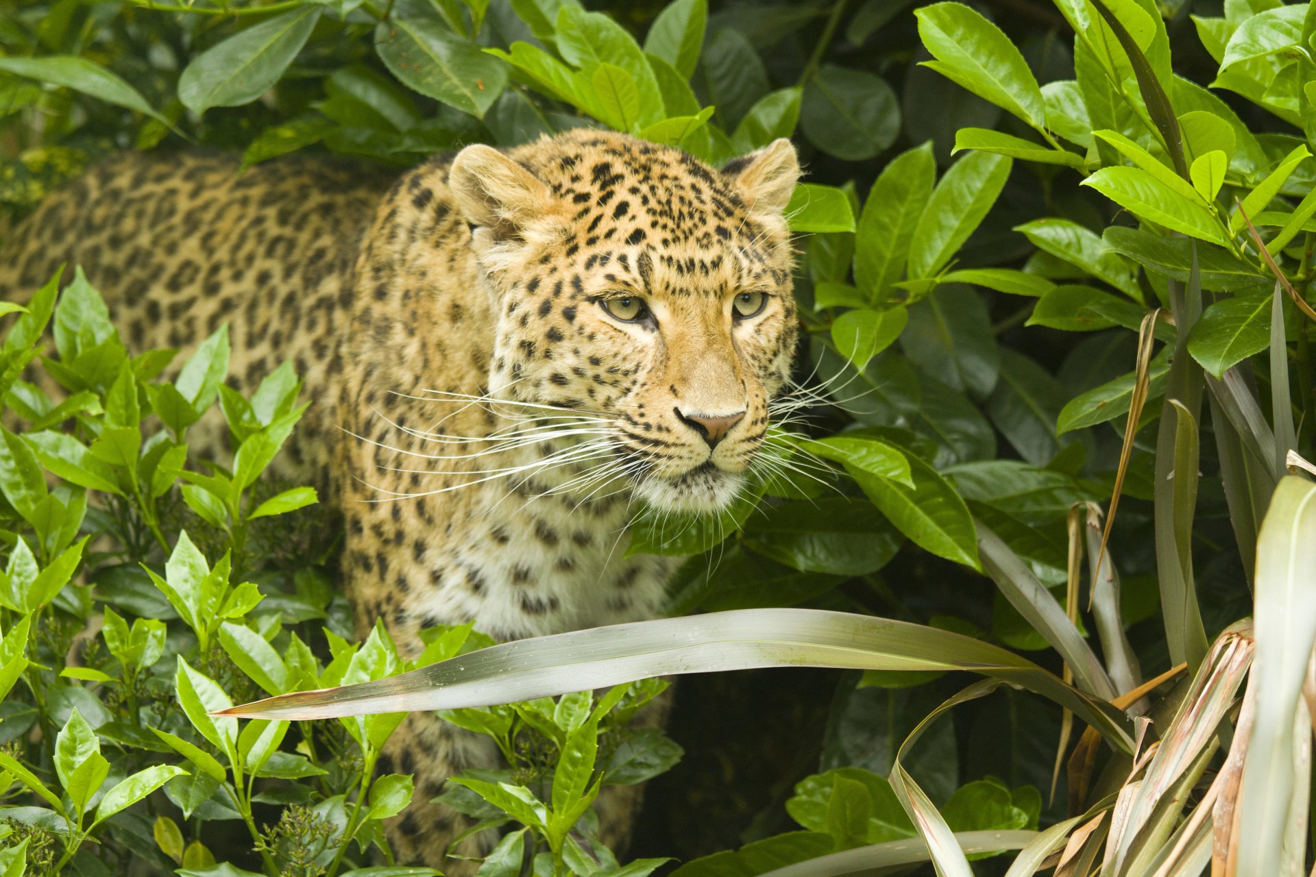 leopardo pantera pardus muso baffi predatore arbusto fogliame