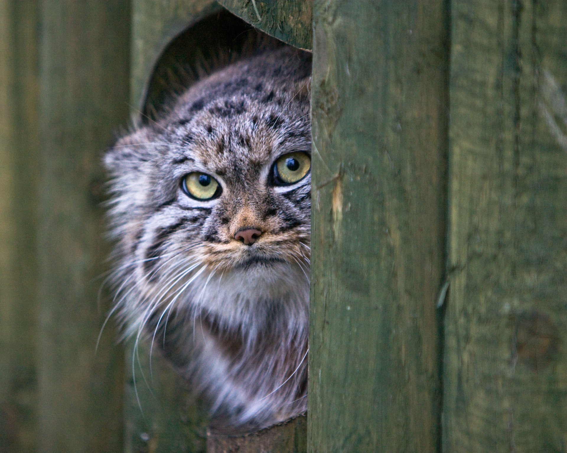 manul gato mirada hocico