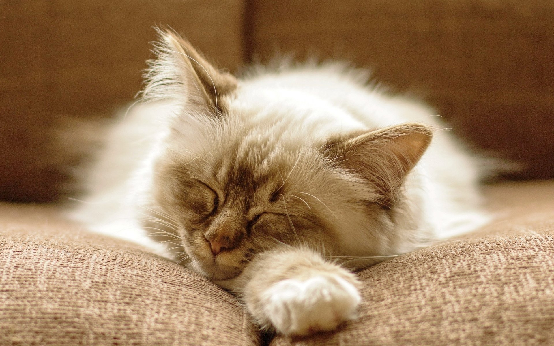 cat cat kitten fluffy sleeping sofa