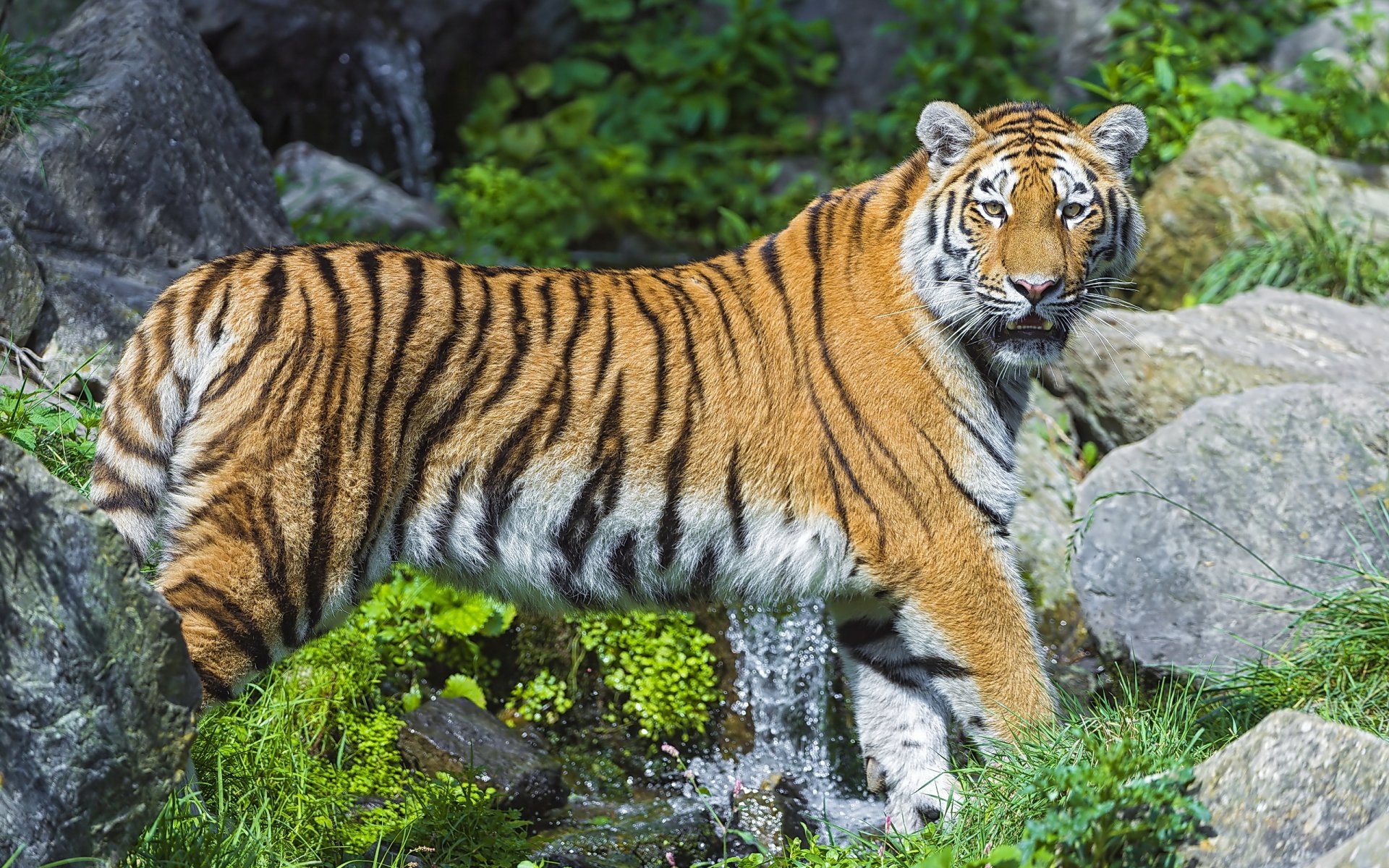 tigre de amur depredador piedras arroyo