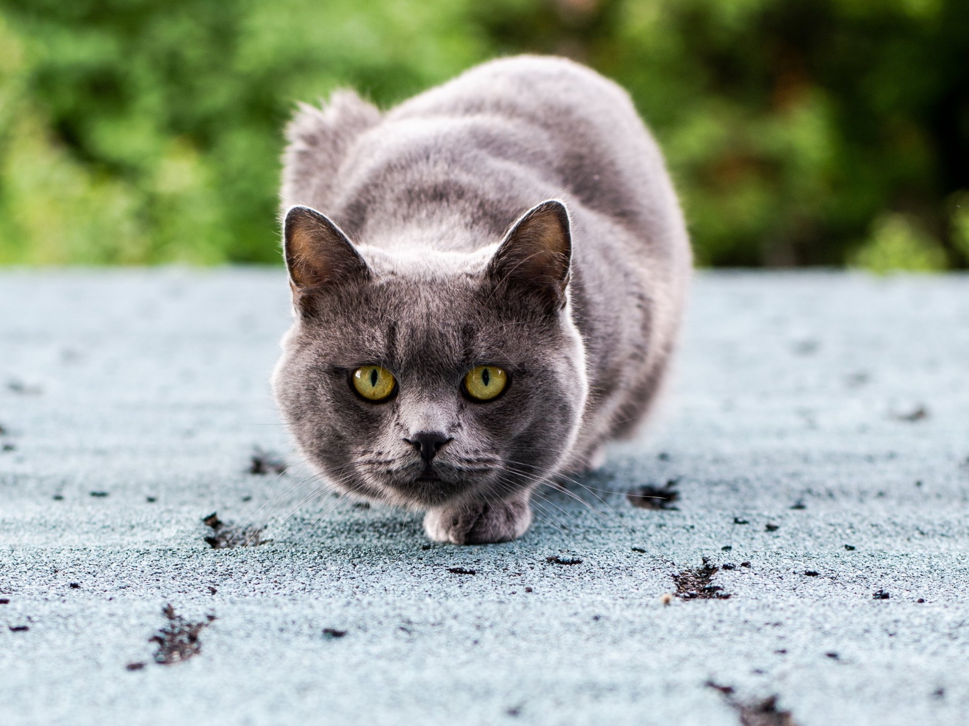 chat chat gris assis regard yeux vert