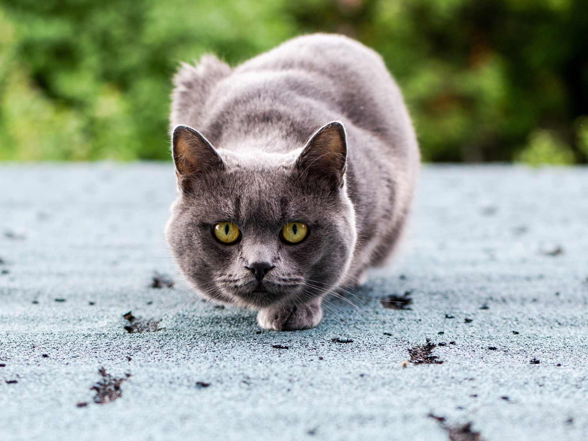 фото кота серого цвета