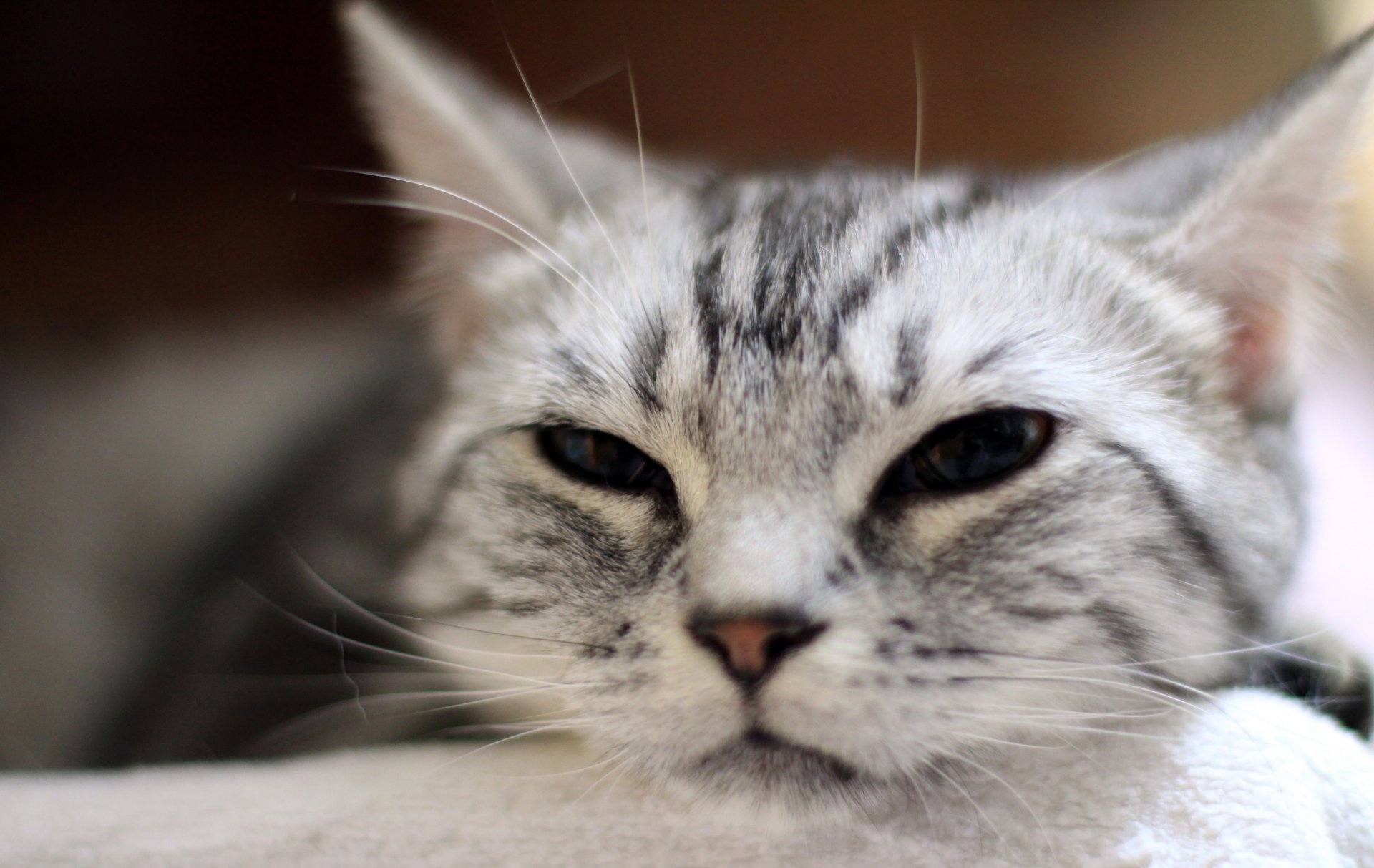 cat cats face striped tiger