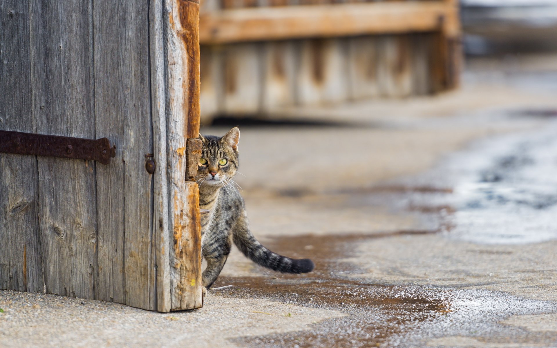 chat vue rue