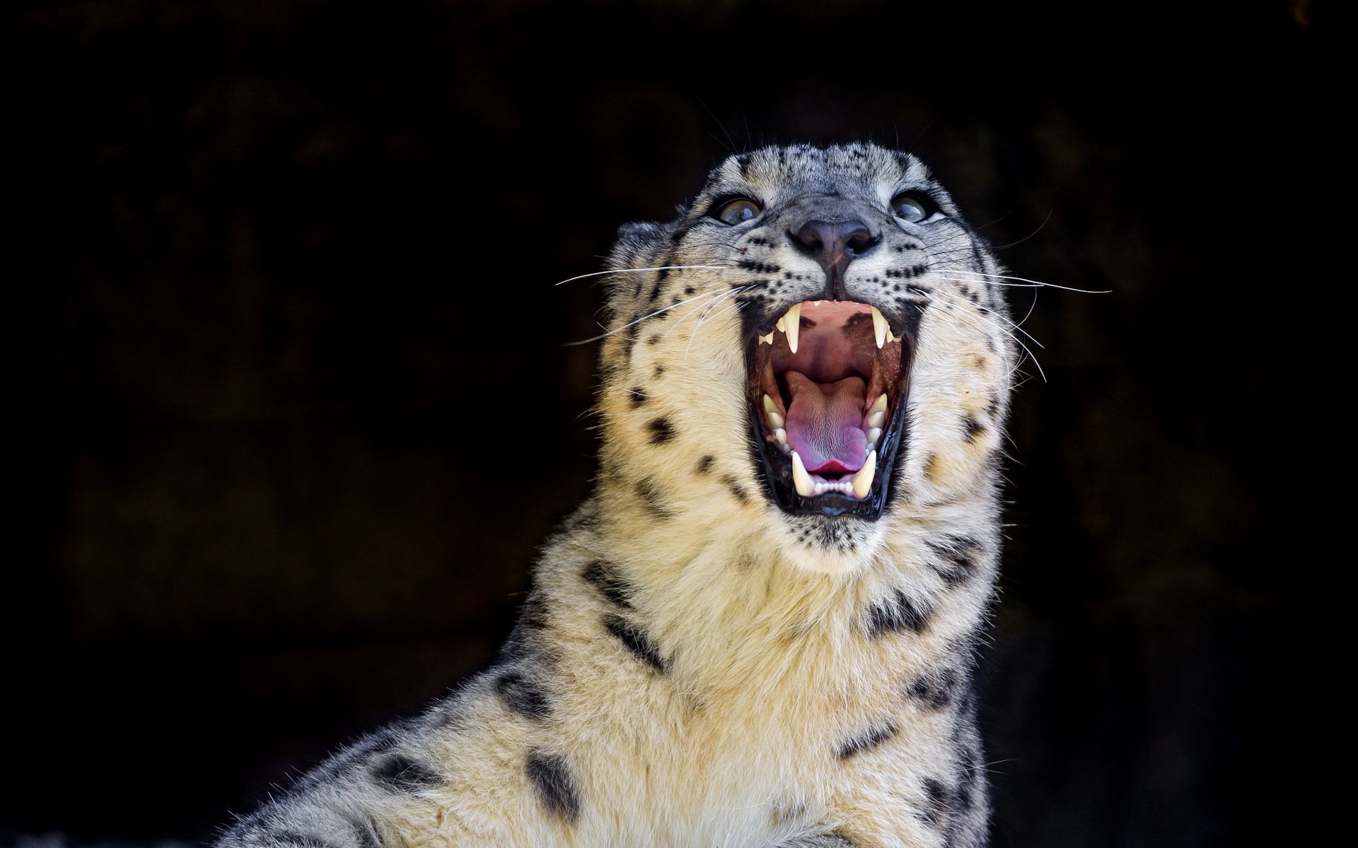 leopardo delle nevi irbis predatore gatto selvatico sorriso