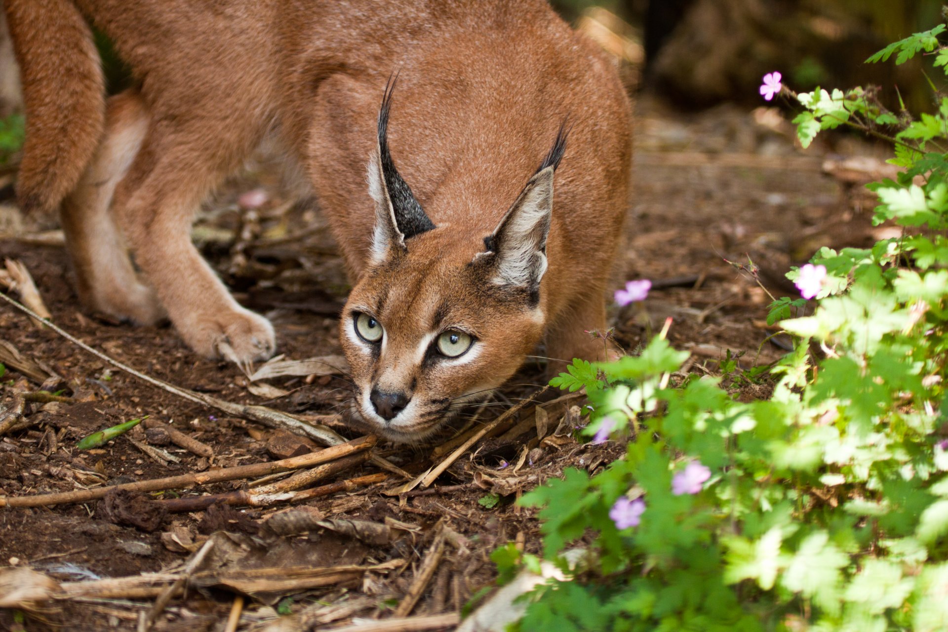 caracal lince de estepa gato vista