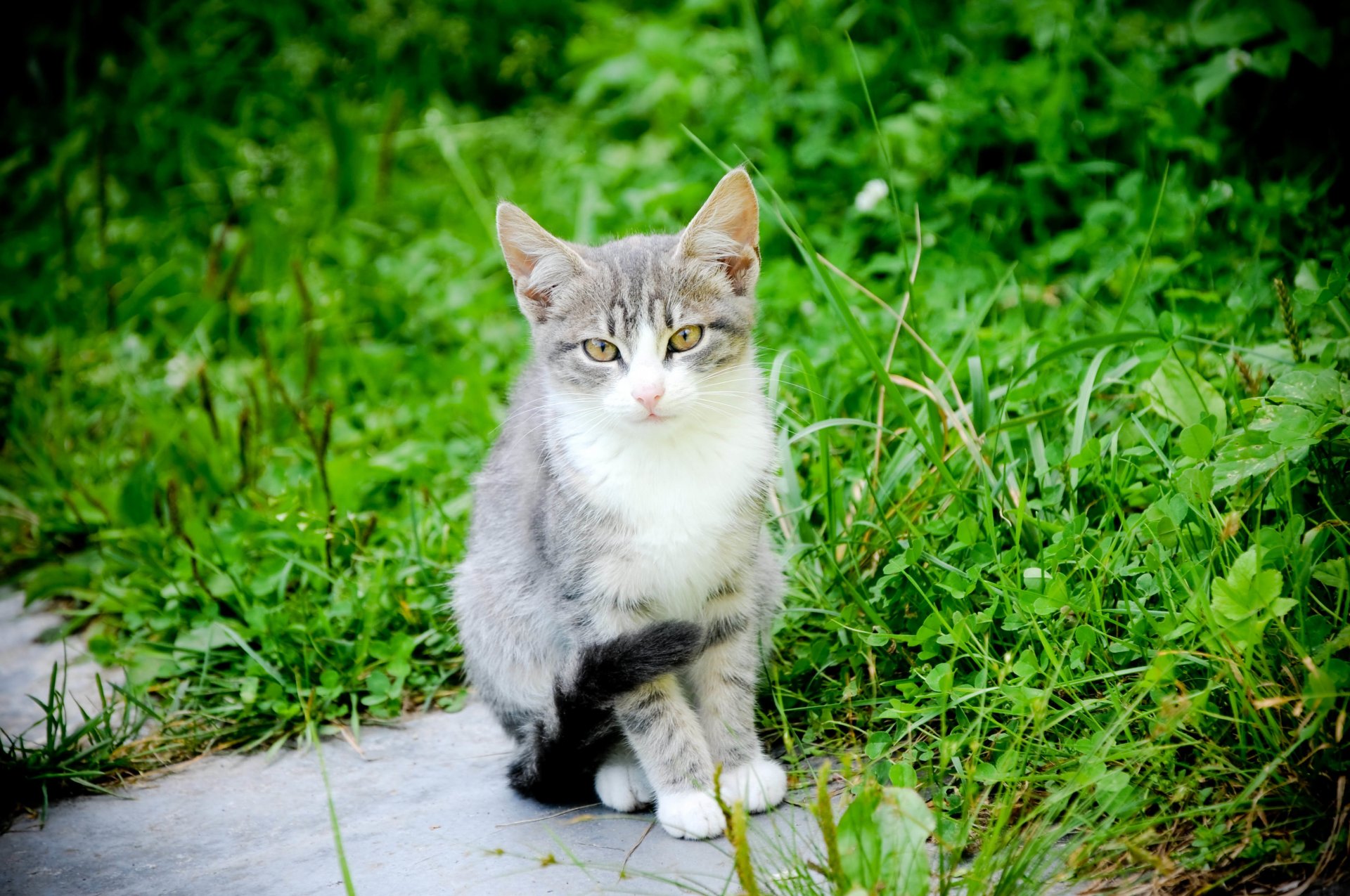 кот котяра усы лапы хвост природный фон